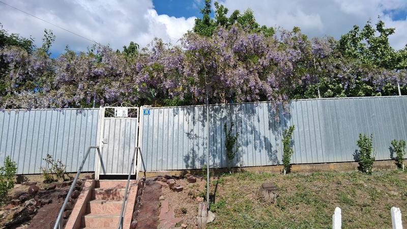 Blauregen, Glyzine FloraSelf Wisteria sinensis 'Prolific' H | HORNBACH