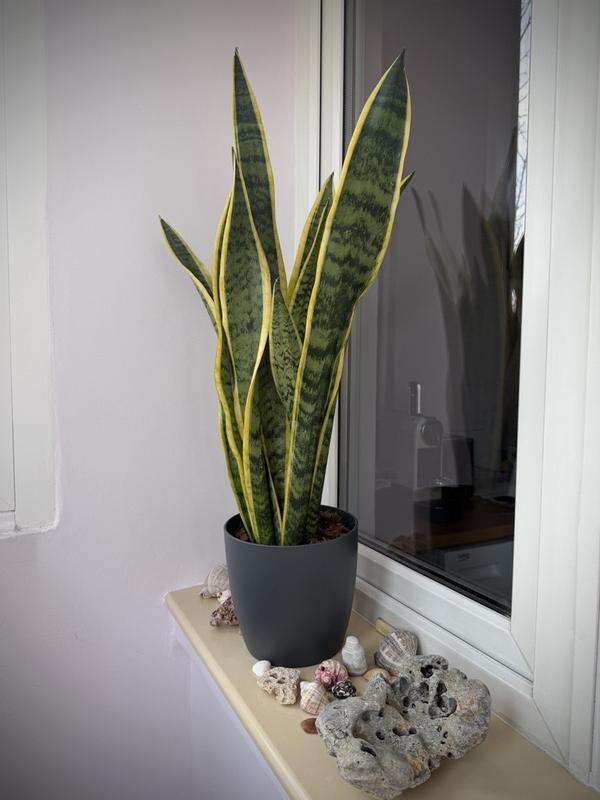 Bogenhanf FloraSelf Sansevieria trifasciata 'Laurentii' H | HORNBACH