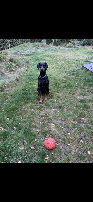 Hundespielzeug Quietsche-Kürbis – 2 Stück, Latex, Für Kleine & Mittlere Hunde