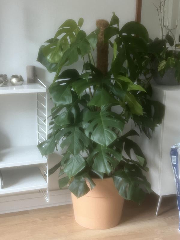philodendron red anderson variegated Philodendron Red Anderson