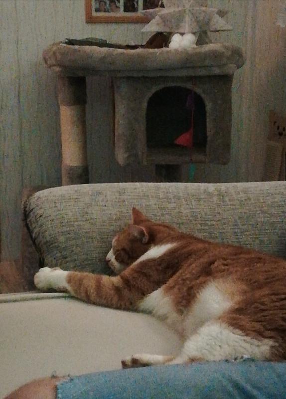 825 Bewertungen fr Seresto Halsband gegen Parasiten Katzen