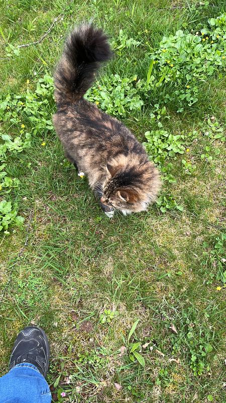 825 Bewertungen fr Seresto Halsband gegen Parasiten Katzen