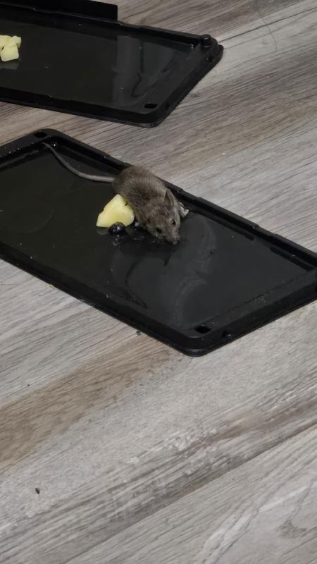 Photo - commentaire&nbsp;1.