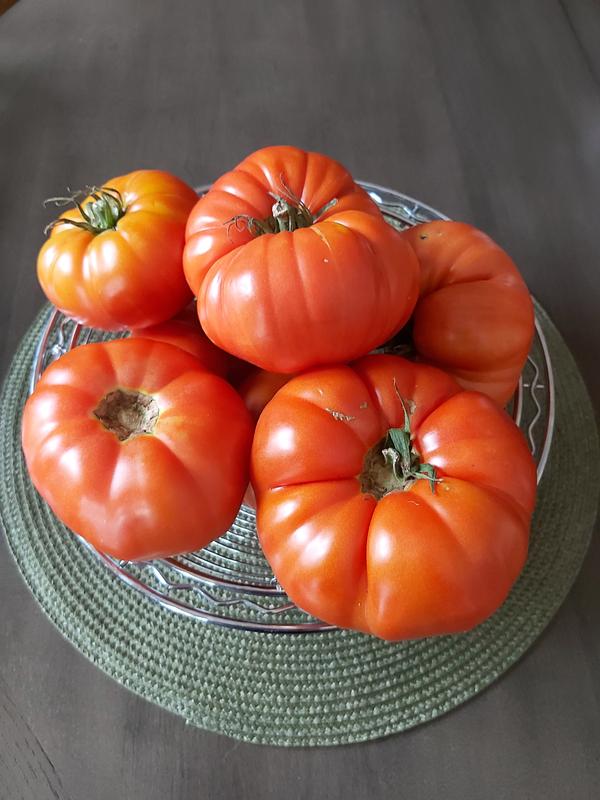 Our Humongous Tomatoes