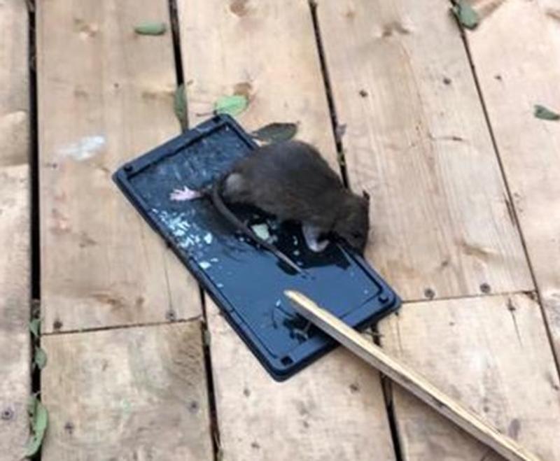 Photo - commentaire&nbsp;6.