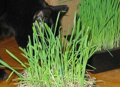 cat eating oat grass