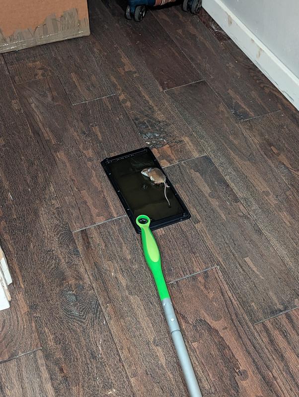 Photo - commentaire&nbsp;5.