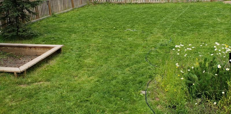 Lawn seeded late spring, picture taken beginning of july