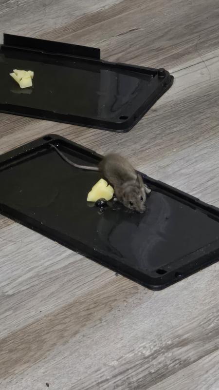 Photo - commentaire&nbsp;2.