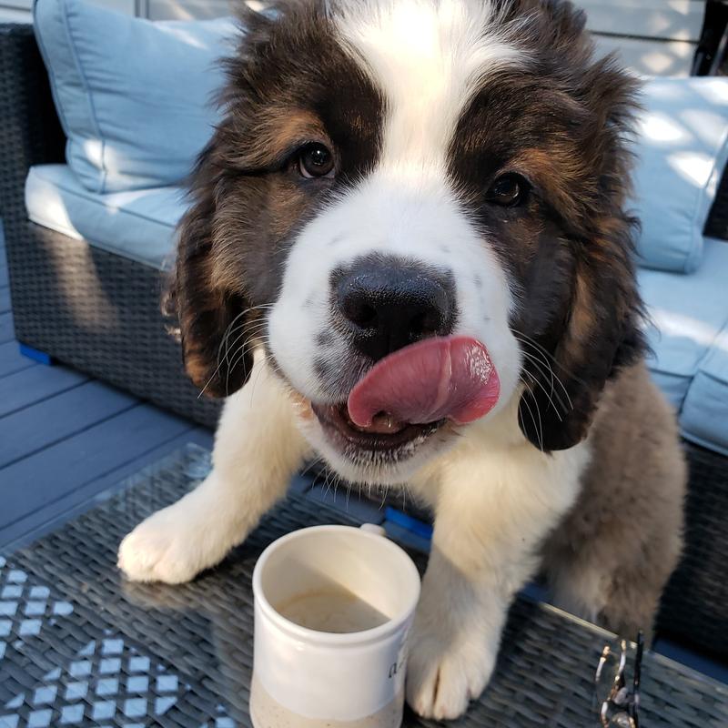 Kahlua loves Latte milk foam!