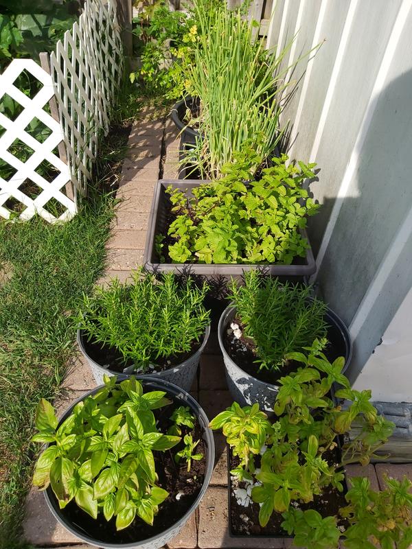 Herb Garden Delights