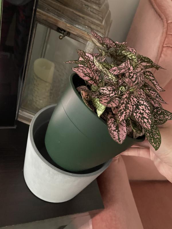 Fits perfect in the decorative pot I had.