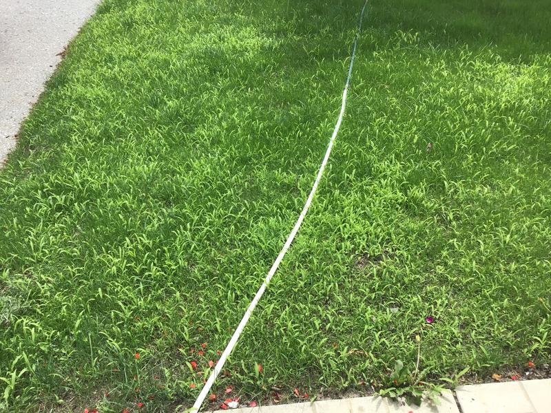 The lighter green is the crabgrass.