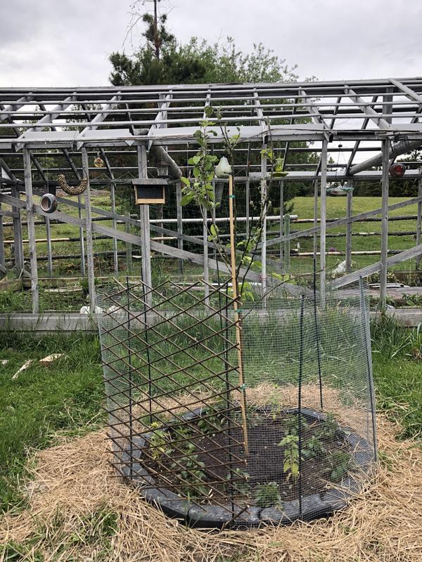 First year apple tree with mulch ring