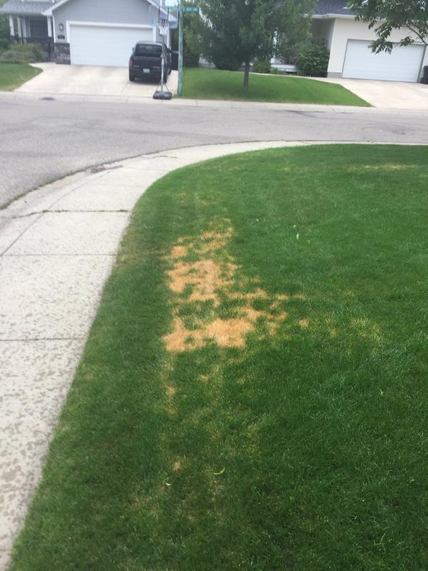 One of many burn spots