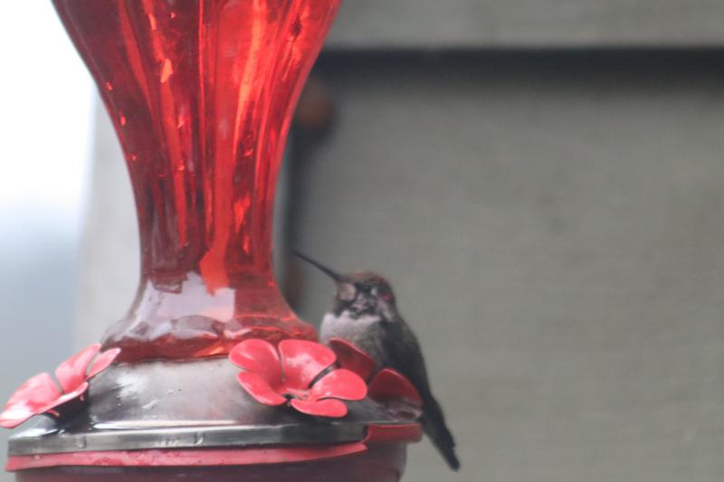 The Hummingbird really enjoys sitting here.  I  haven't seen that with other feeders.  Although it is raining a bit on this day on day days she is there too seeming to prefer it to a stick to the left of the feeder this year