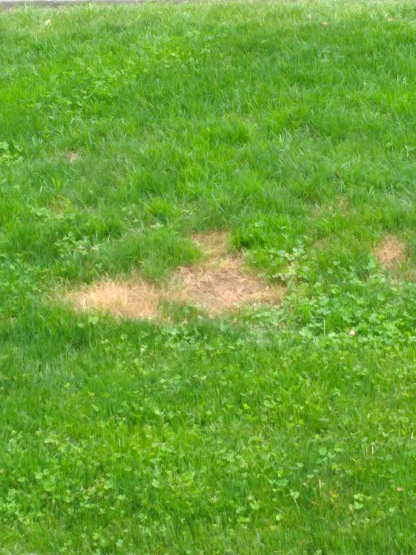 Too much fertilizer in one area.