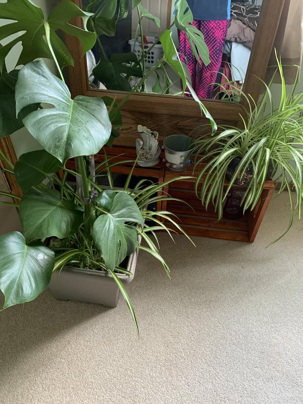 Photo - commentaire&nbsp;6