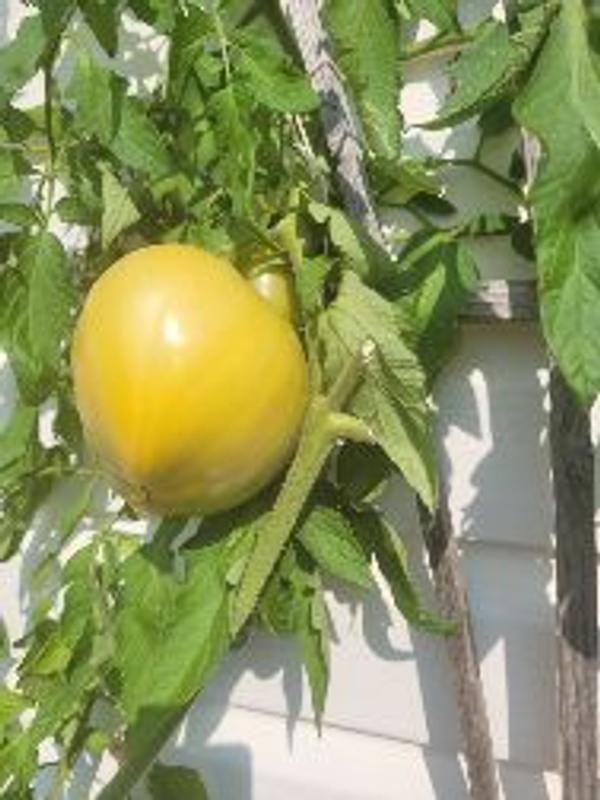 Photo - commentaire&nbsp;3.