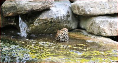 Photo - commentaire&nbsp;1.