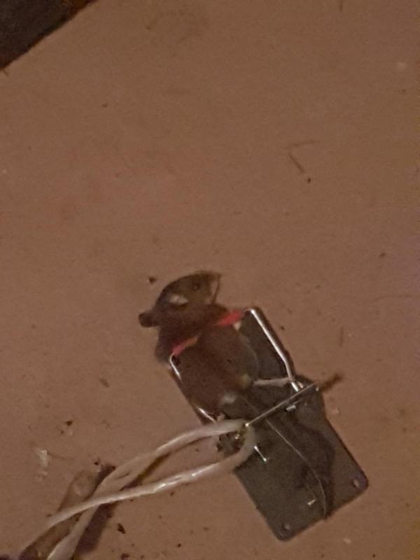 Photo - commentaire&nbsp;1.