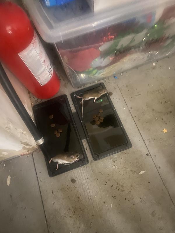 Photo - commentaire&nbsp;4.