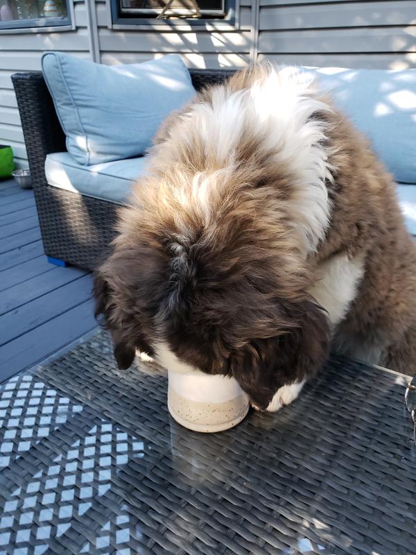Kahlua loves latte milk foam.