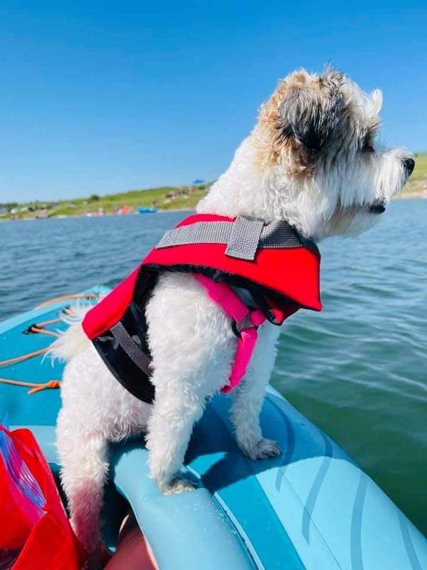 Even our little dog loves riding on the kayaks.