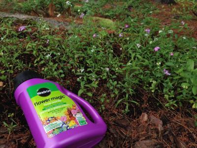 Flower Magic at 8+ wks