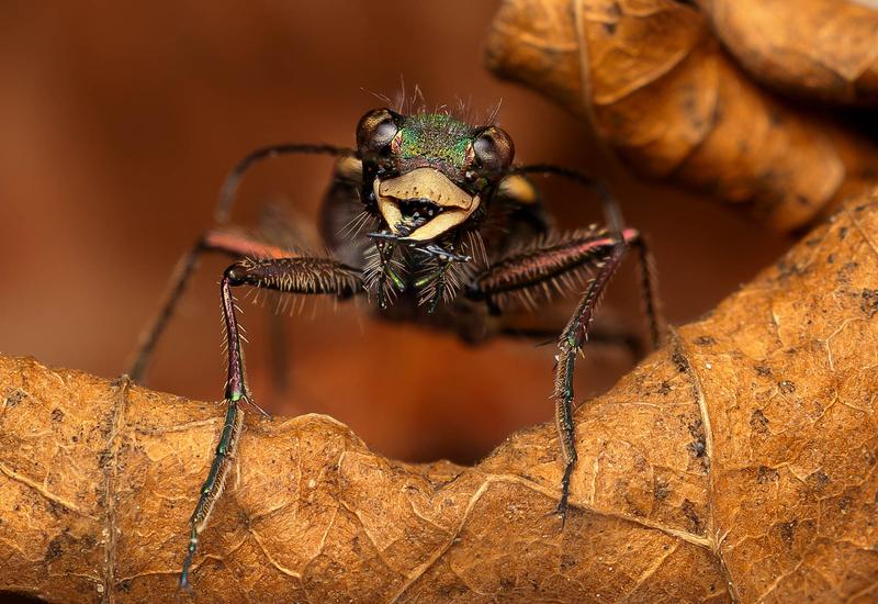 Guida agli Obiettivi Fotografici: Quale Scegliere e Perché