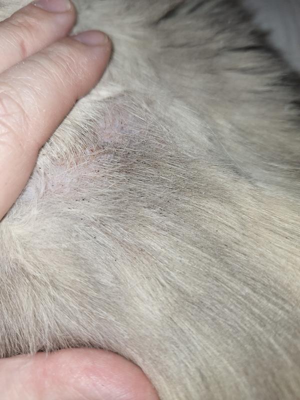 My poor suffering kitty