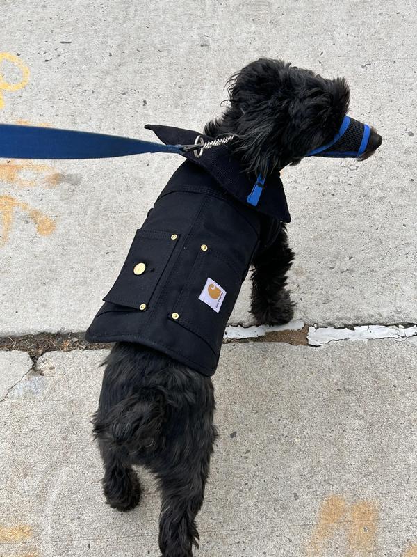 He's a yorkiepoo who weighs about 18-20 pds