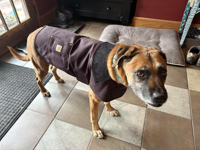 Lucy loves her new coat!