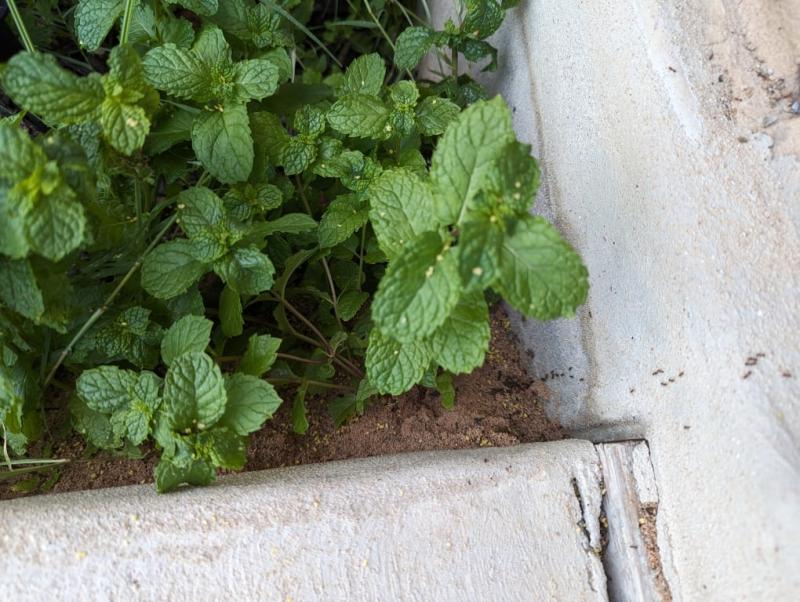 mound after 24 hrs - no change