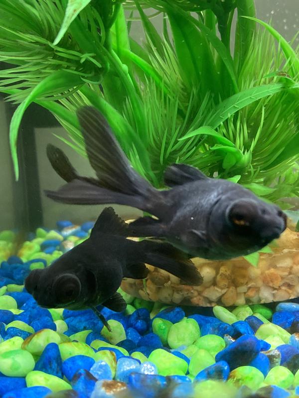 Blackmoor Goldfish Under 6cm