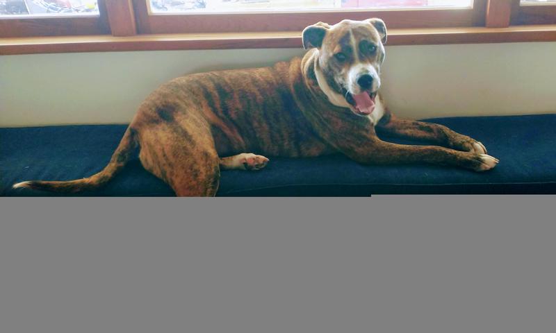 Black Hawk Fish Potato Adult Dog Food 20kg