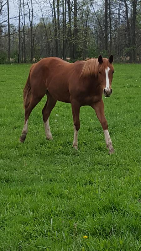 My filly after a workout