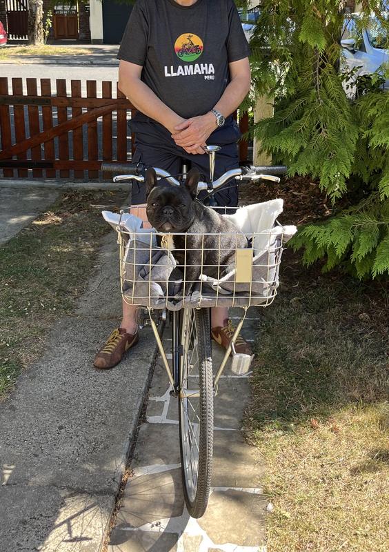 Basil-Panier vélo hollandais avant pour transporter un chien