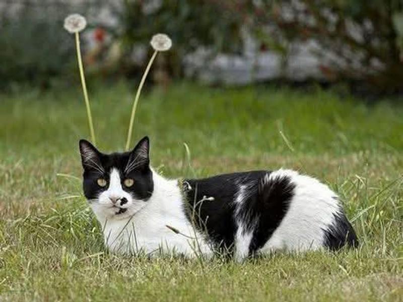 Ouvrir la fenêtre modale de l'avis 1 sur 1