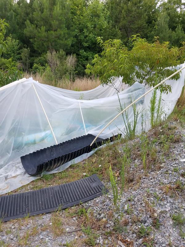 Covering the plants to protect from the deer.