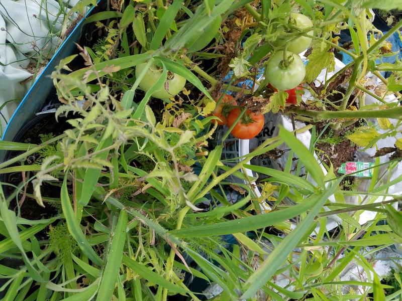 Tomatoes starting to ripen