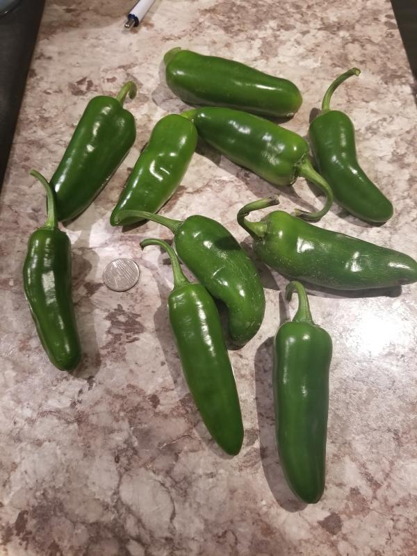 My 1st harvest but I'll soon be harvesting again because my plant is loaded!