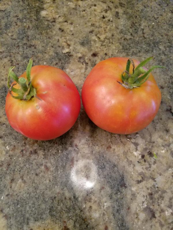 My first two tomatoes that I picked