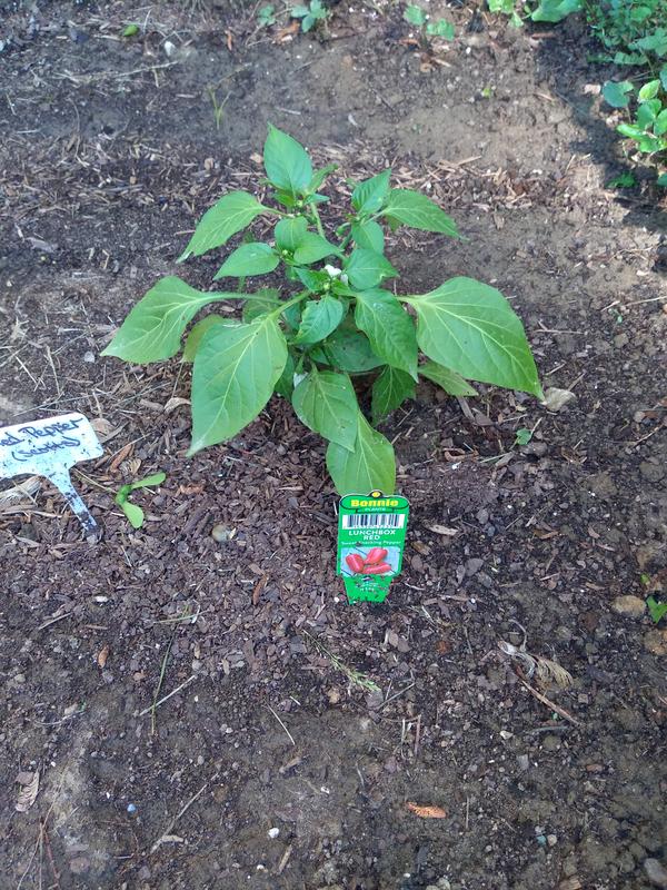 My red pepper plant