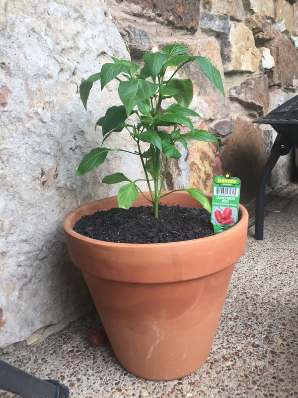 My Bonnie Red Pepper Plant