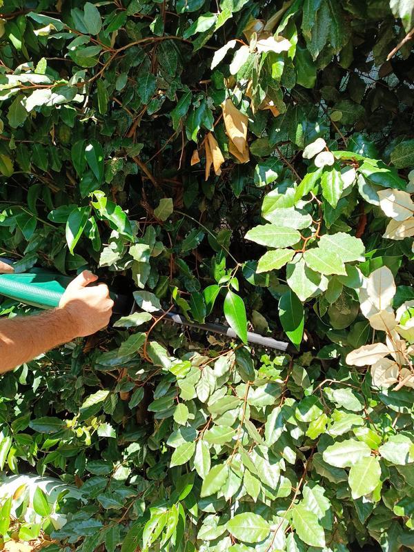 Revisione aperta modale 2 su 2