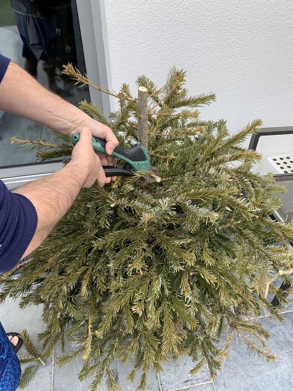 Revisione aperta modale 1 su 2