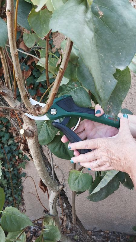 Revisione aperta modale 1 su 1