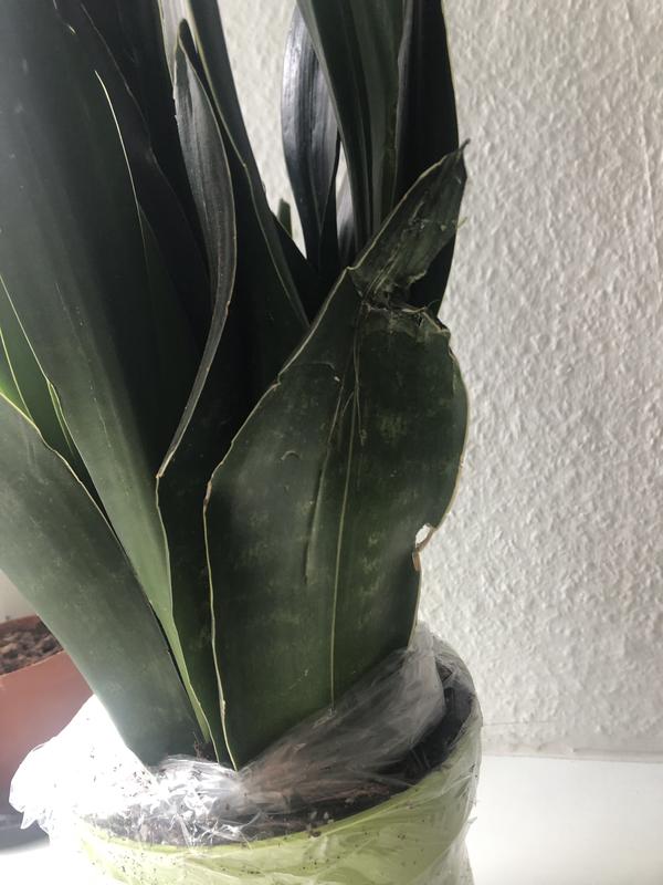 bonsai aschaffenburg Bonsai Ficus S-Form kaufen | Bonsai Ficus