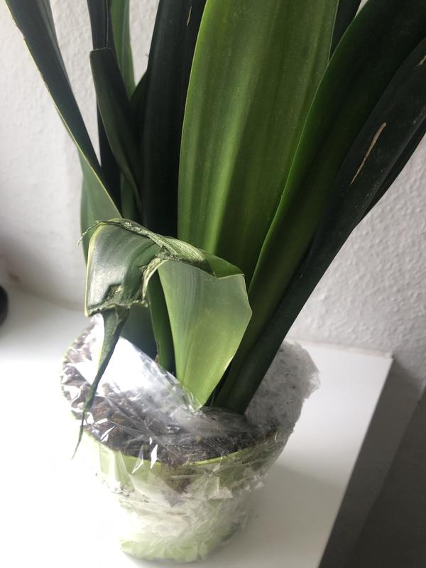 Piardino Bogenhanf (Sansevieria trifasciata, Topfgre: 17 cm, Blattfarbe:  Gelb-Grn) | BAUHAUS